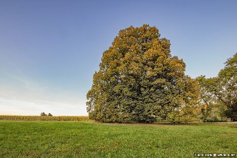 Gemeinde Wittibreut Landkreis Rottal-Inn Kriering Linde (Dirschl Johann) Deutschland PAN